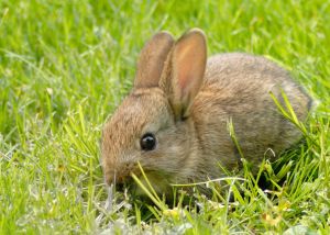 1034013_baby_rabbit_1