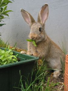 1143399_young_rabbit
