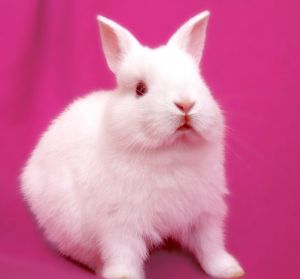 1195681_bunny_on_pink_series