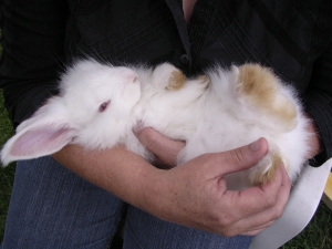 1273051_baby_angora_rabbits