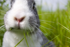 1282544_rabbit_1