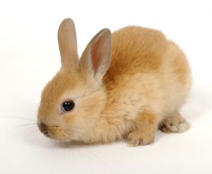786447_little_red_bunny