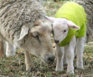 lamb_baby_lambs_243137_l